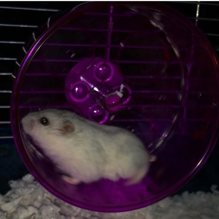 Cheese the hamster